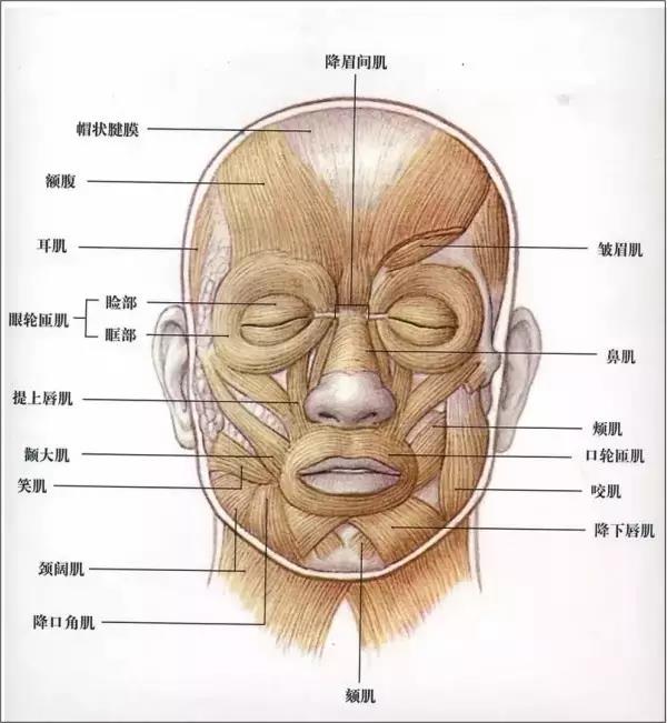 肉毒毒素缩鼻头 到底是什么新技能 军地医学人才教育中心